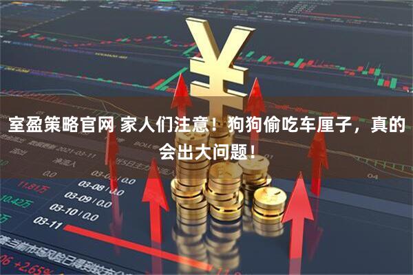 室盈策略官网 家人们注意！狗狗偷吃车厘子，真的会出大问题！